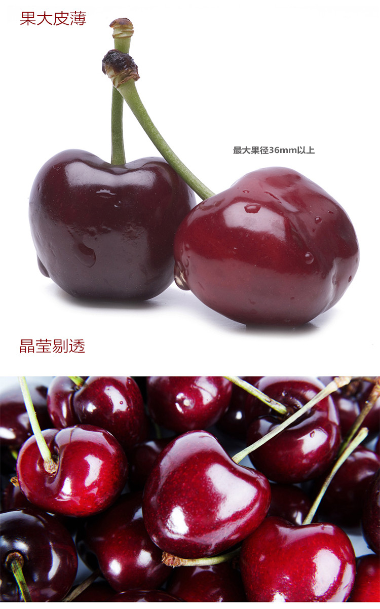 【预售】新西兰进口countdown果园联盟cherry corp车厘子1kg(果径32