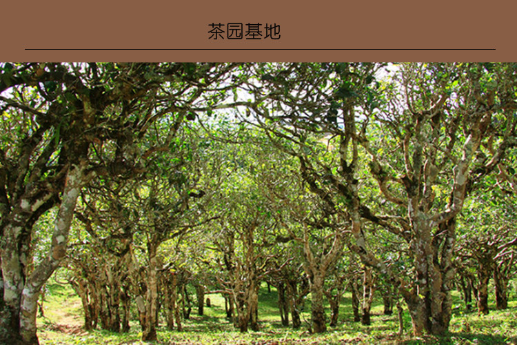 winningtea/问鼎 普洱茶生茶饼400克古树纯料 班章老树茶 单饼