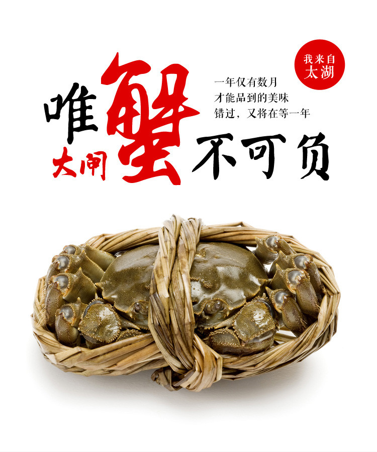 长荡湖大闸蟹 全母蟹150±15g 共8只 现货直发