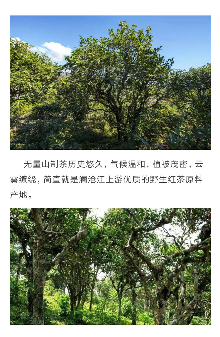 【正常发货】秒杀 紫金无量 古树晒红 无量山春茶 300年古树纯料 天然