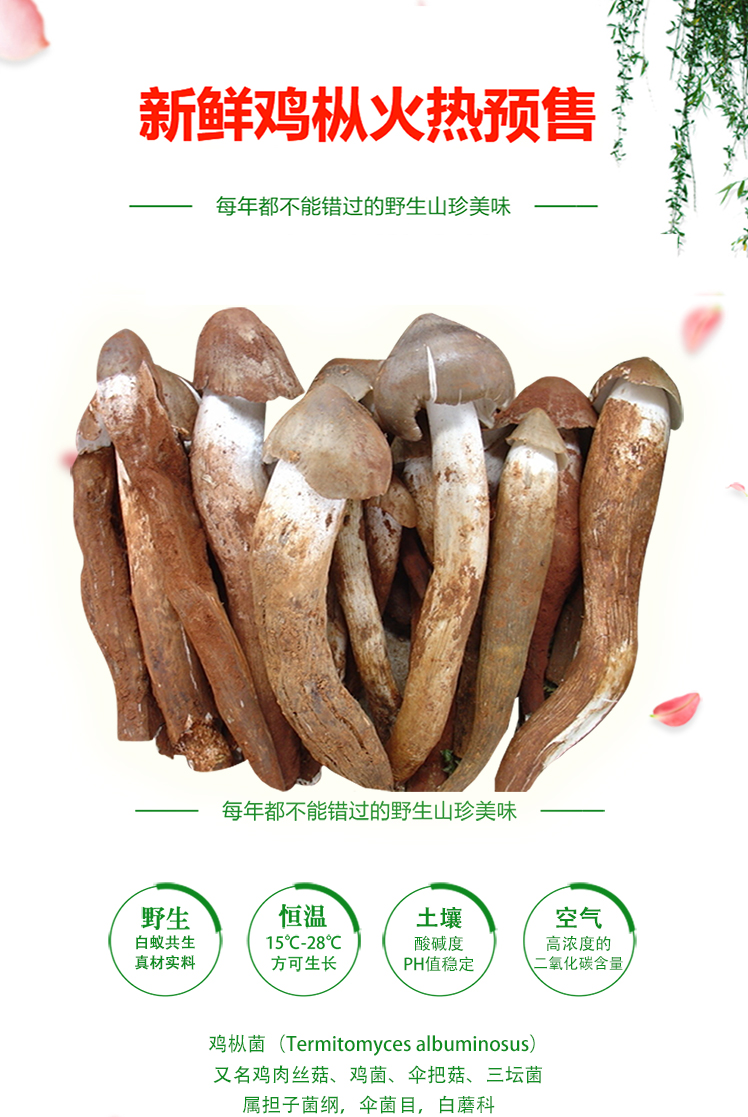 【meewei觅味 菌菇】预售 觅味 攀西特产 新鲜野生鸡枞菌 预计6月25日