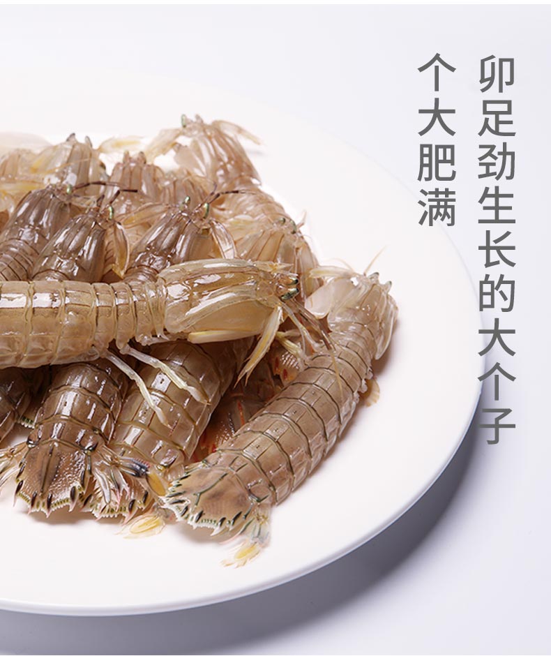 【鲜活】皮皮虾500g(12-15只)新鲜海鲜虾姑虾爬子 鲜活发货冰鲜到家