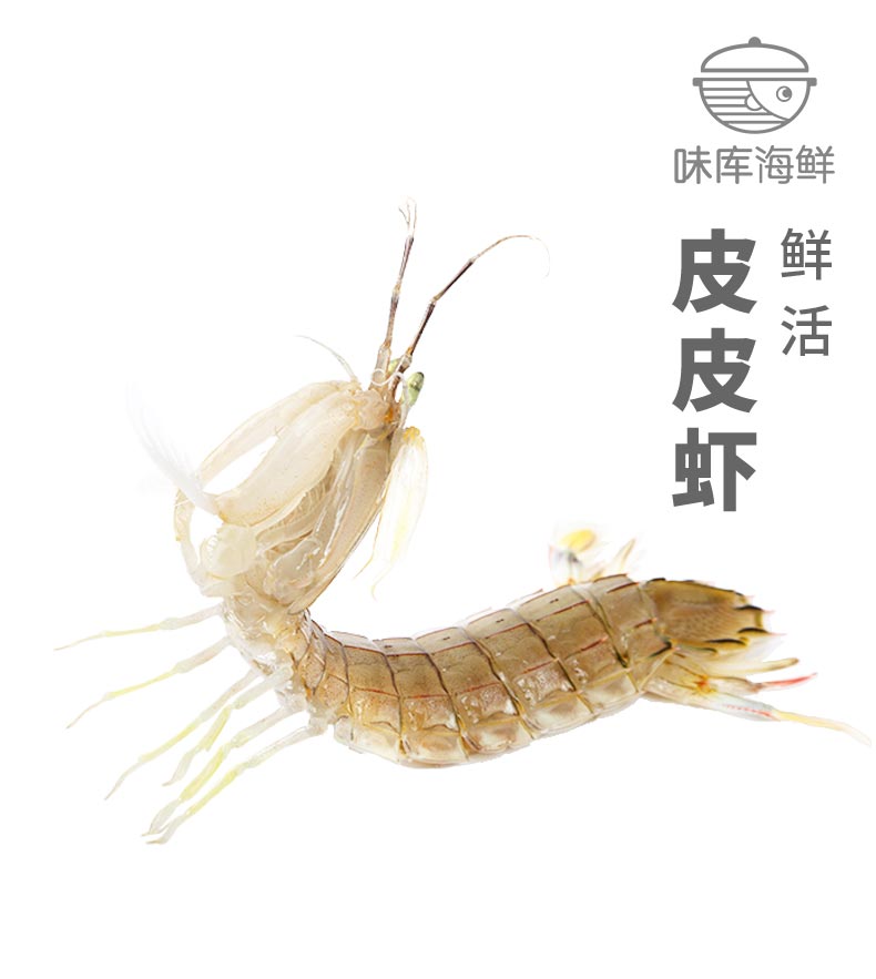 【鲜活】皮皮虾500g(12-15只)新鲜海鲜虾姑虾爬子 鲜活发货冰鲜到家