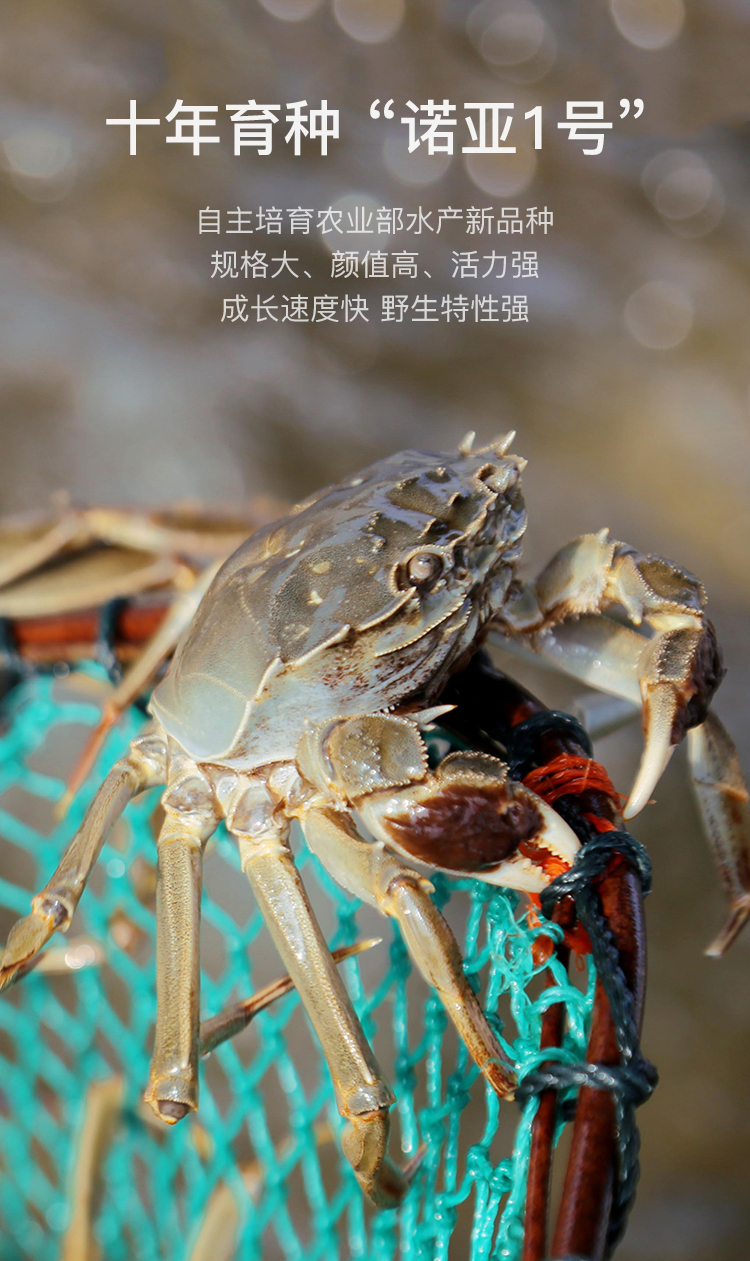 【礼盒卡劵 规格1598】新孟河大闸蟹 鲜活礼盒8只装(净重母蟹3.