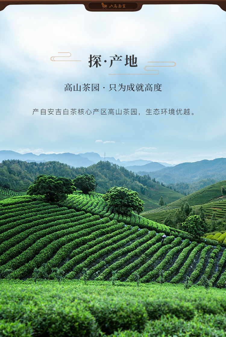 八马茶业 2020新茶春茶 入口知系列 安吉白茶绿茶茶叶礼盒装108克