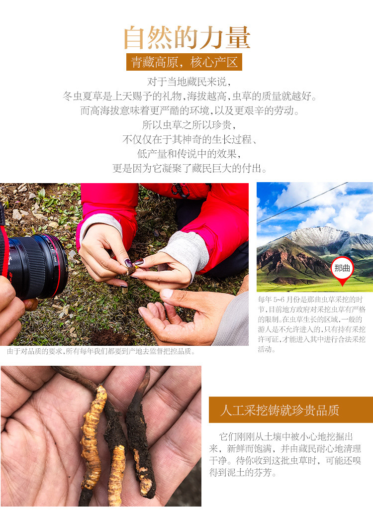 冬虫夏草 西藏那曲高海拔野生虫草 精选品质 4条/克【正品 价格 图片
