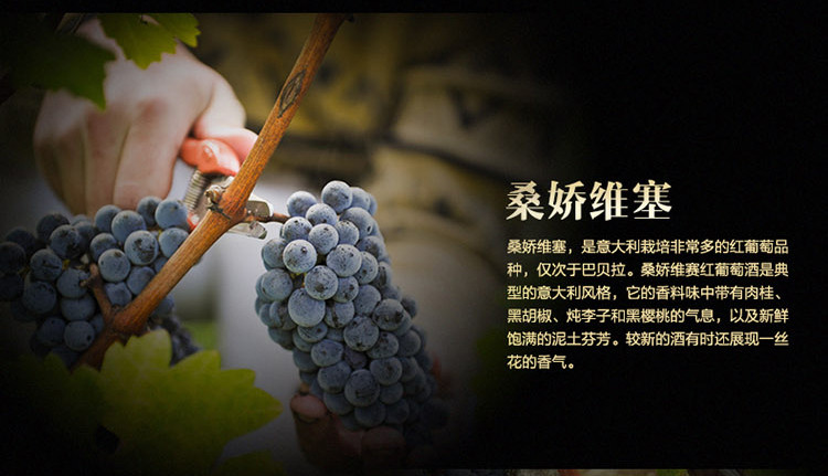 走进基安蒂经典:传统与现代的融合