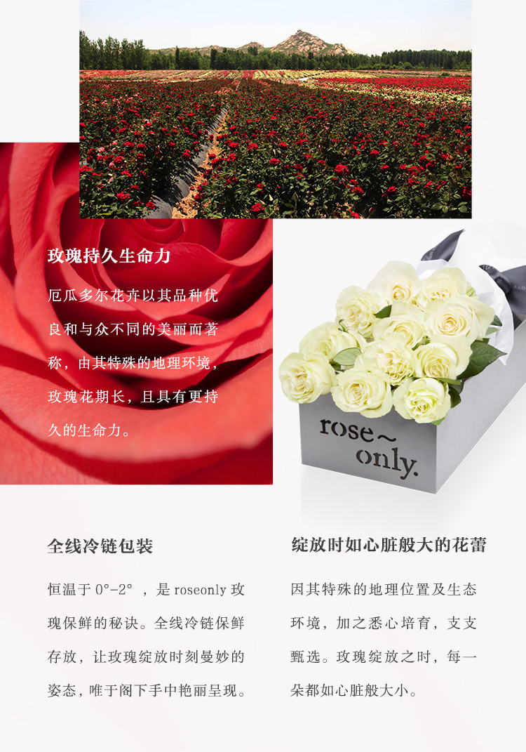 鲜花玫瑰.情人节鲜花11支.经典永续.小经典初心.40cm长形