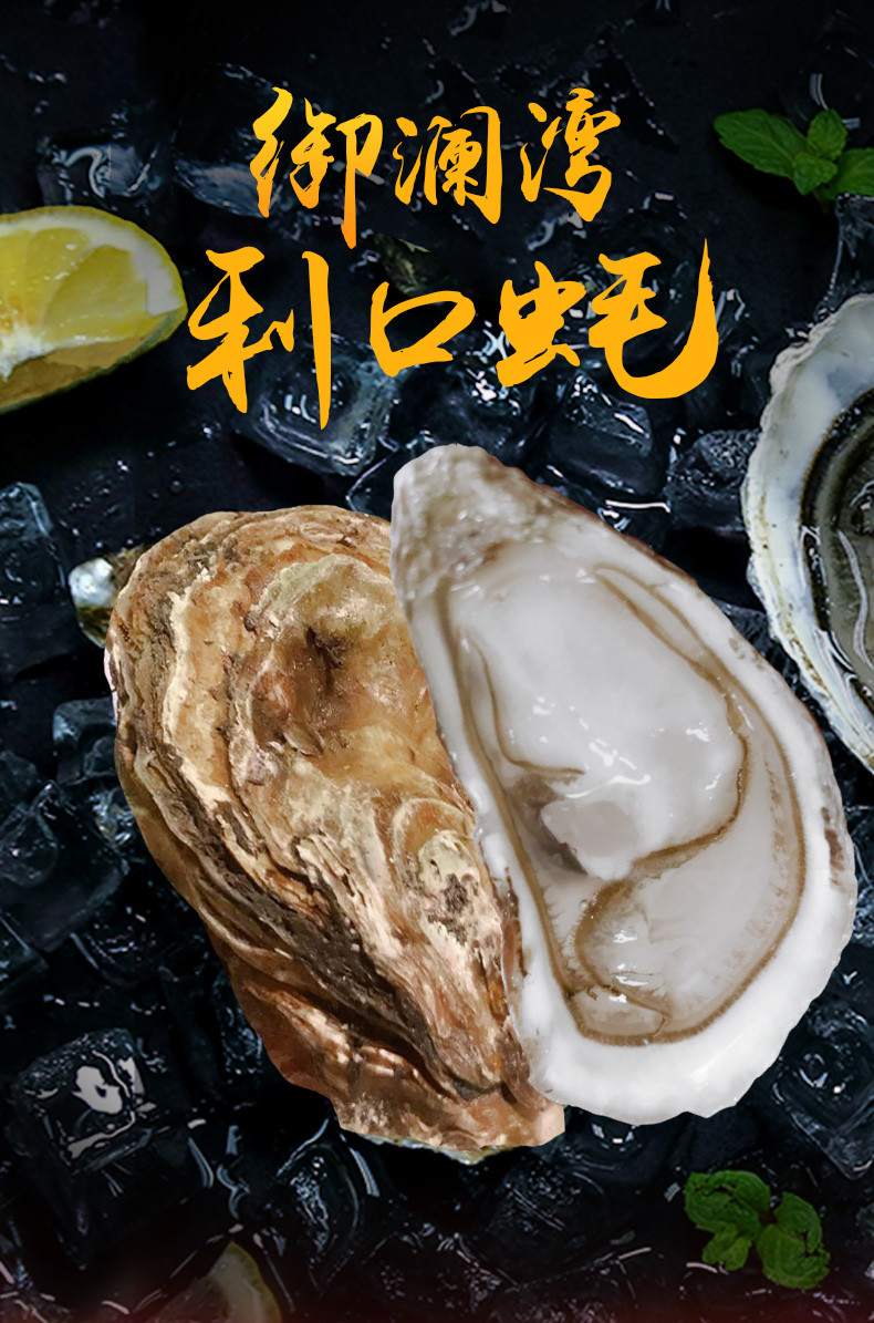 【鲜活】进口御蓝湾生蚝 鲜活牡蛎 6只装/盒