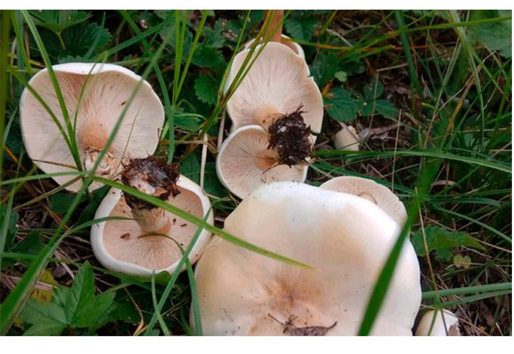 垦园 山珍菌菇 东北花脸菇 100g/罐 两罐装