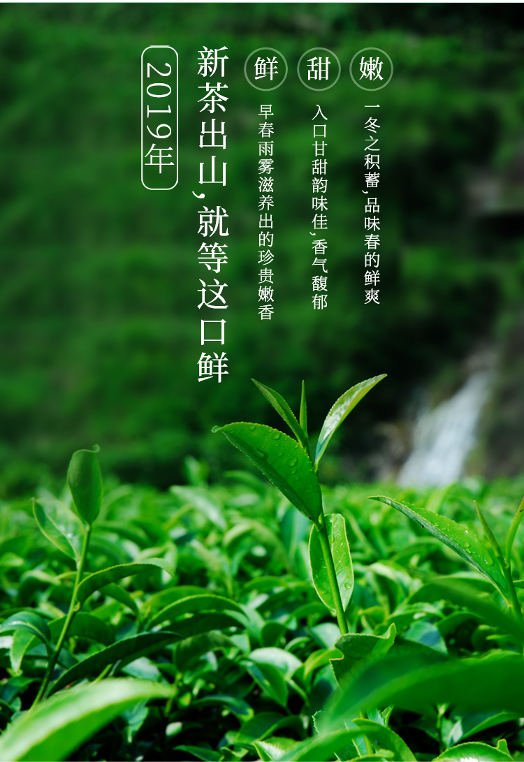 八马茶业 2020新茶春茶 西湖龙井绿茶明前龙井茶叶自饮罐装125克