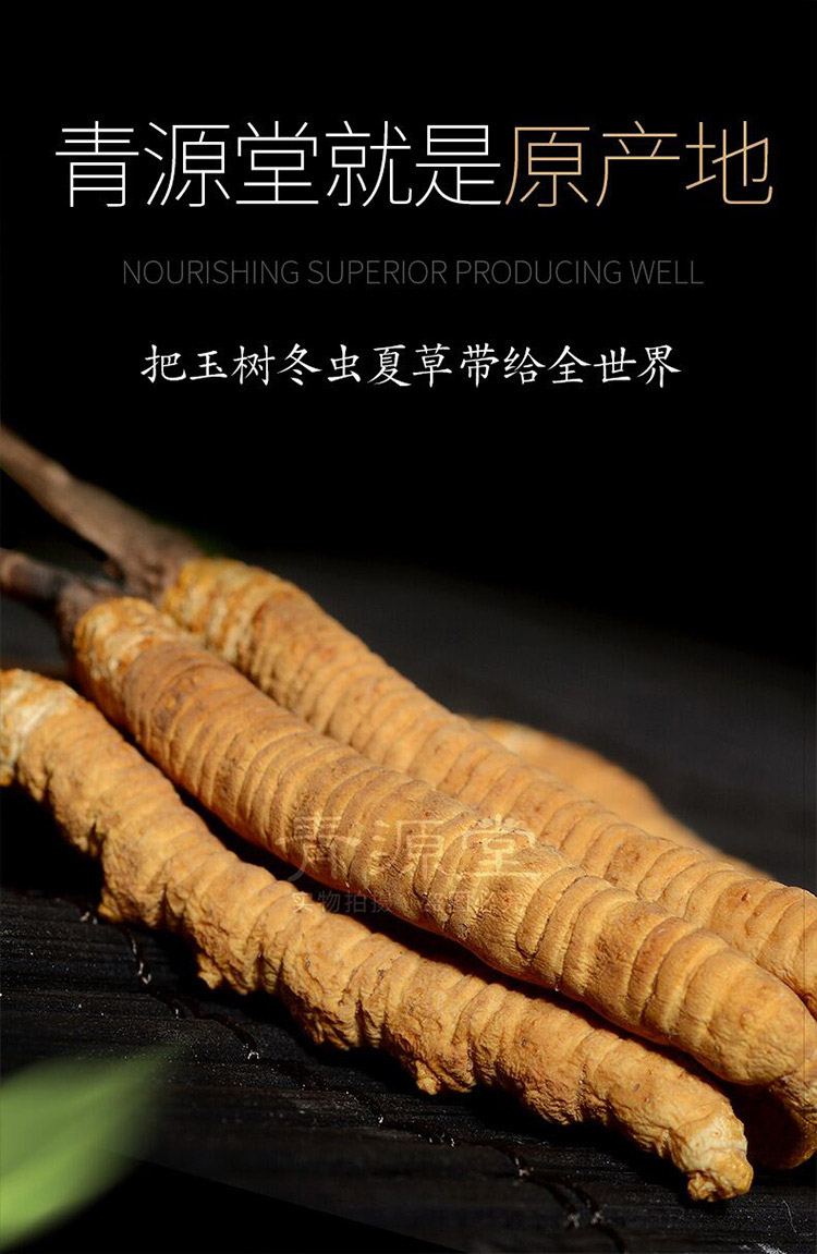 青源堂青海玉树高海拔雪山冬虫夏草 5条/g