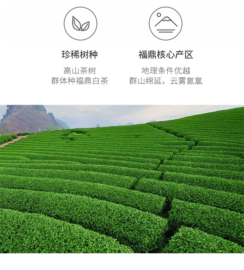 星空电竞app选秀大会的双重抉择：稳步前行与大胆冒险的对决(选秀大会2022)