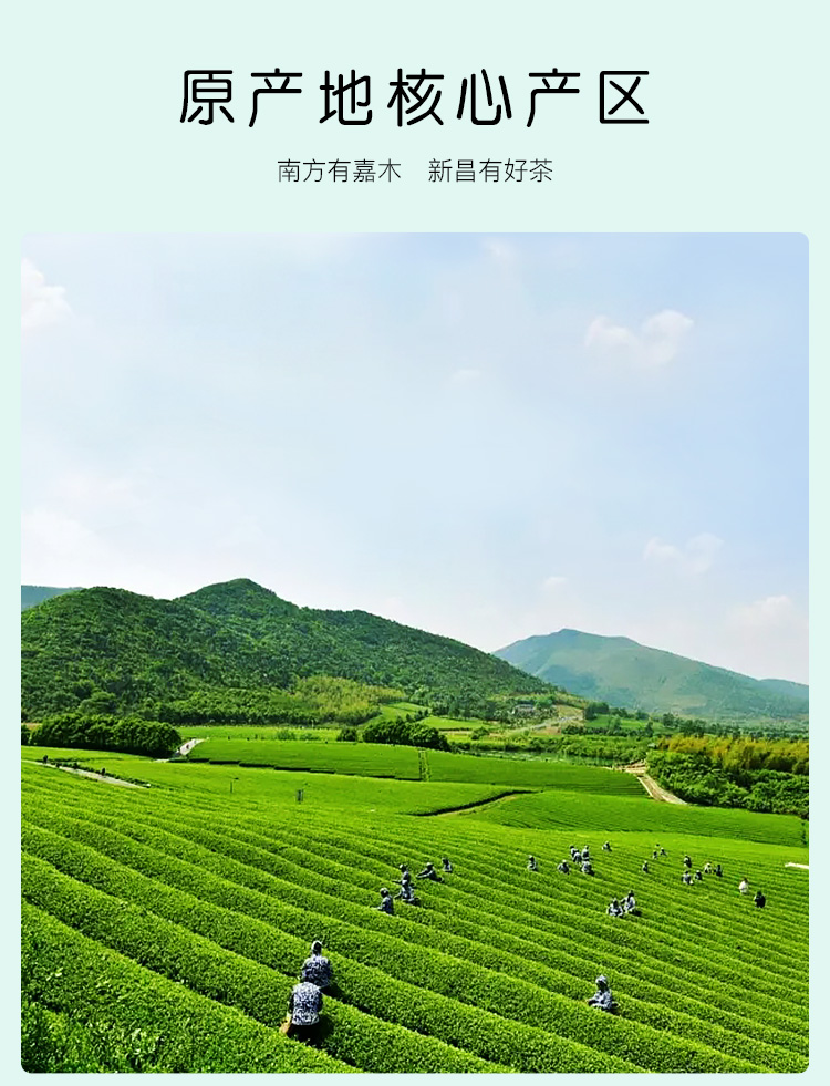 八马茶业 2020新茶春茶 龙井绿茶茶叶 浙江龙井自饮罐装125克