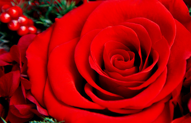 FLOWERSONG/我如此爱你/ 厄瓜多尔进口永生红玫花礼盒