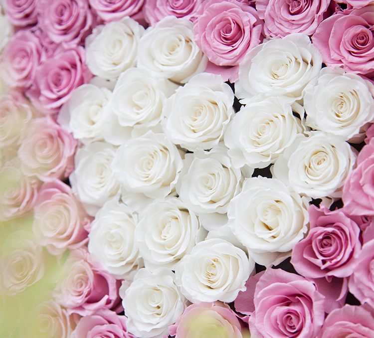 FLOWERSONG/「倾世之爱」爱的告白-豪华定制款皮盒,限量发售-进口粉紫色永生玫瑰花