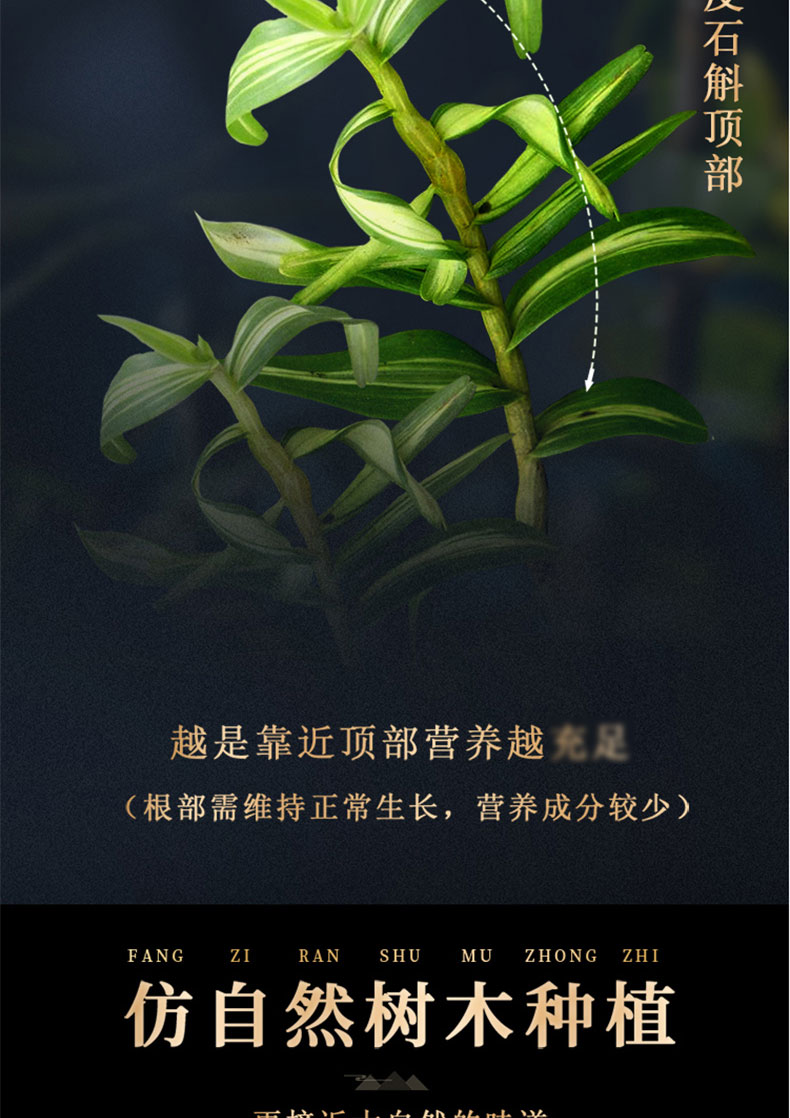 【福东海】铁皮石斛 150克 盒装